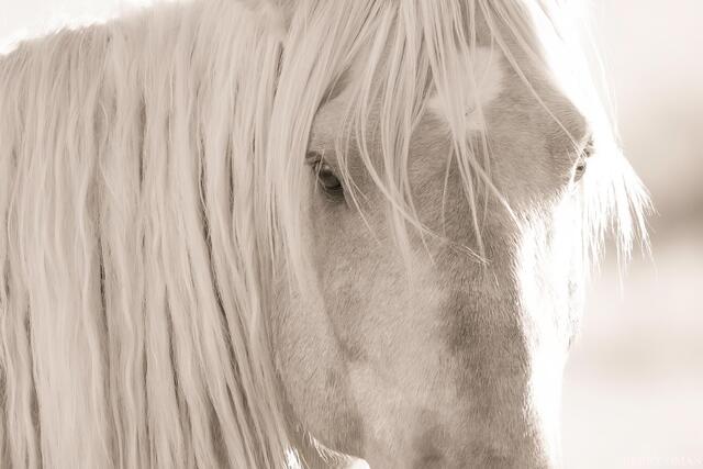 Grace in the Wild: Onaqui Wild Horse Close-Up print