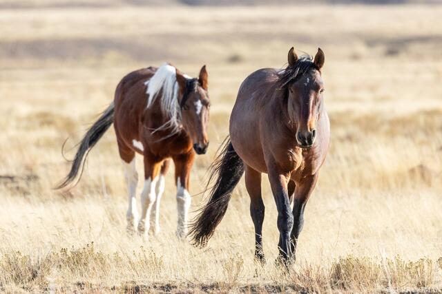 Side by Side on the Range print