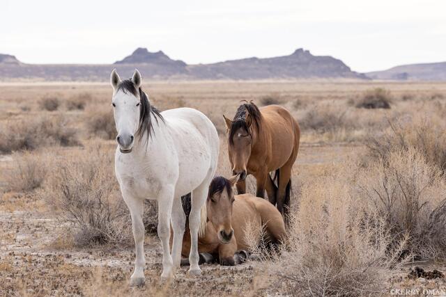 Onaqui Wild Horses Resting in the West Desert print