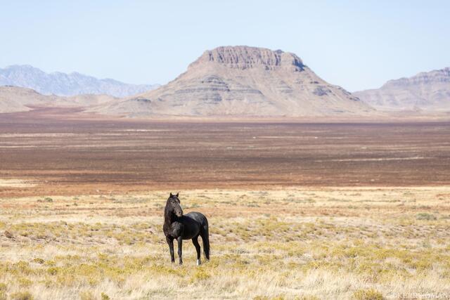 Lone Stallion of the West Desert print