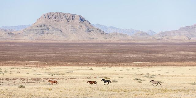 Wide Open Freedom – Onaqui Wild Horses in Motion print