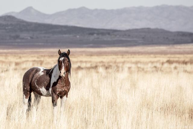 Painted Presence – Onaqui Wild Horse in the West Desert print