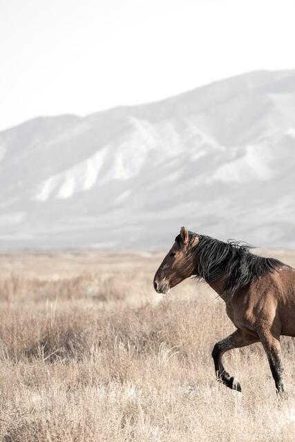 Focused Stride – Onaqui Wild Horse print