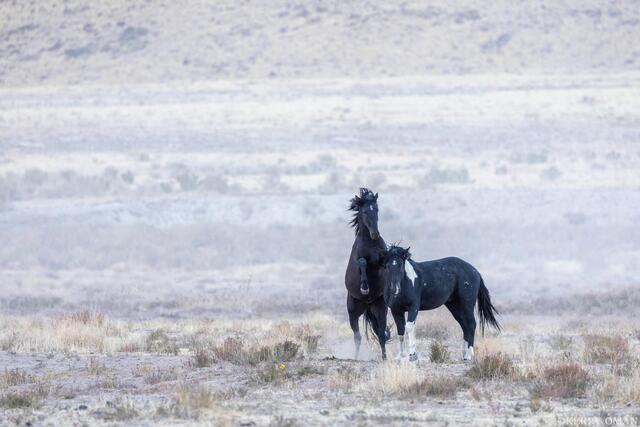 Early Light, Rising Tension – Onaqui Wild Horses print