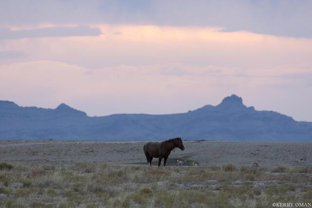Dusk Watch – Onaqui Wild Horse in the West Desert print