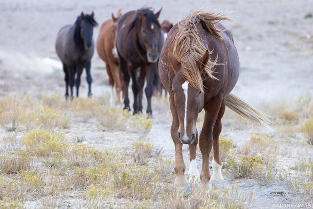 Leading the Way – Onaqui Wild Horses Headed to Water print