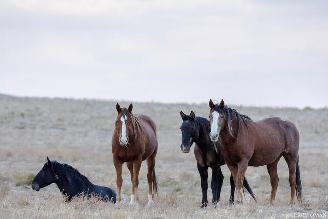 Evening Watch – Onaqui Wild Horses at Rest print