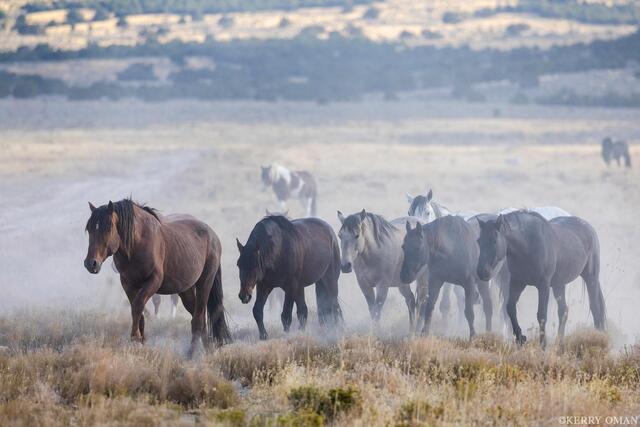 Moving Together – Onaqui Wild Horses on the Range print