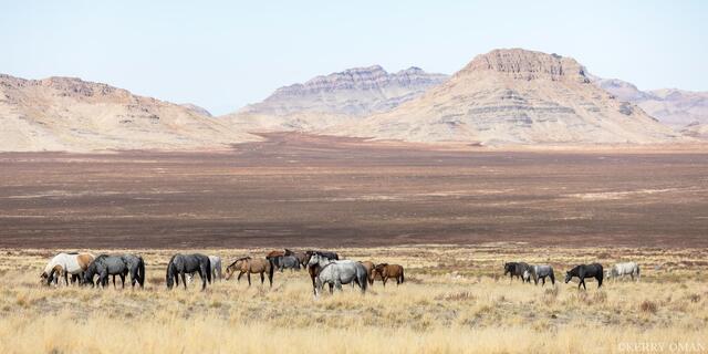 Where the Wild Still Roam print