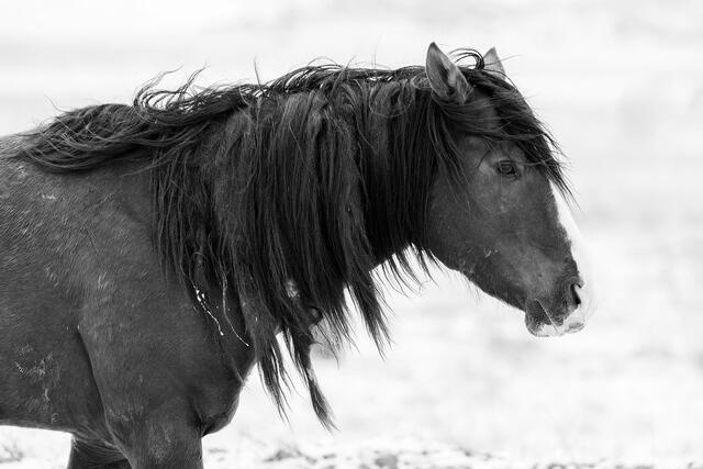 Weathered Spirit print