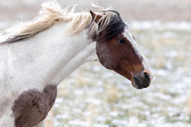 Brushed by Winter print