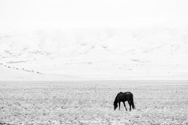 Solitude in White print