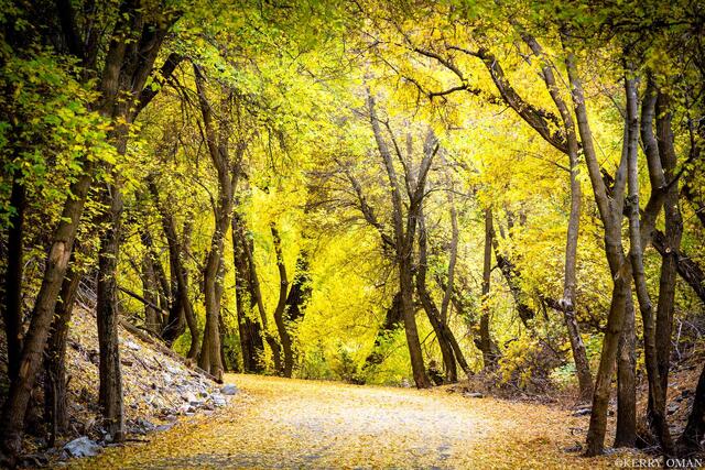 Golden Passage print