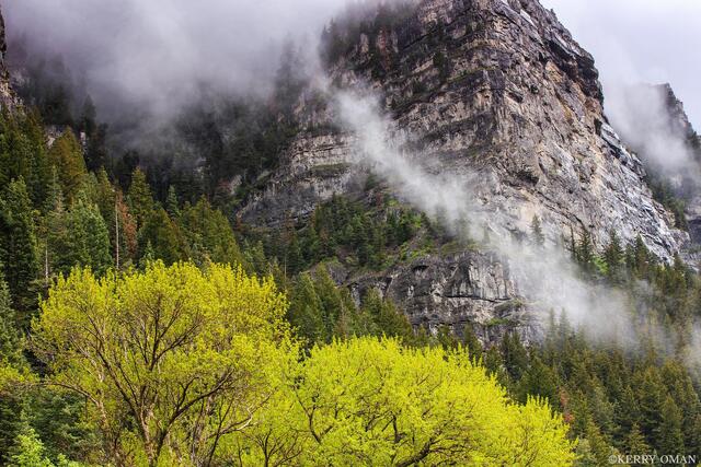 Mist and Renewal print