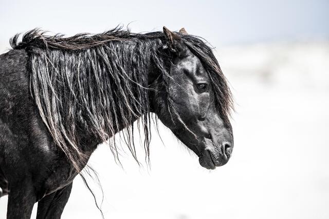 Black Stallion in Harsh Light print