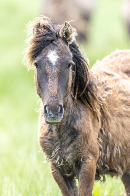 Windswept Foal in Spring Light print