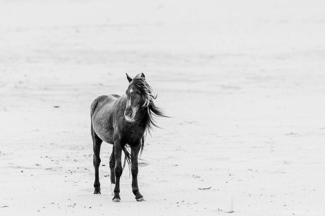 Alone in the Dunes print