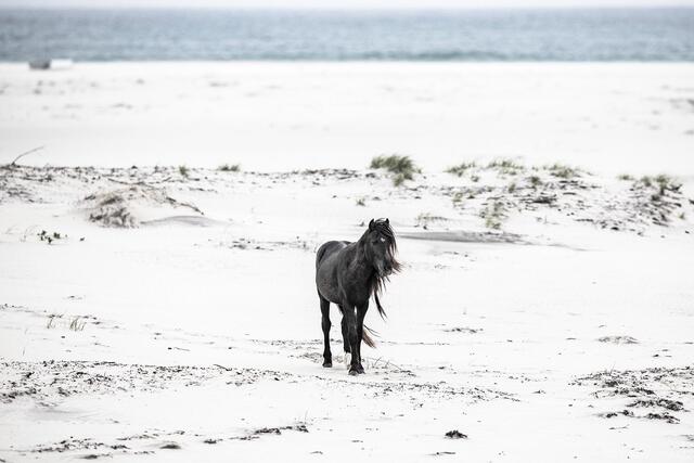 Shadow on the Shore print