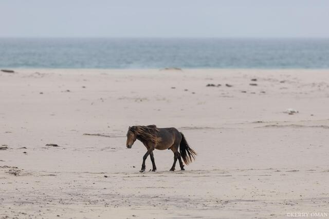 Wanderer of the Low Tide Sands print