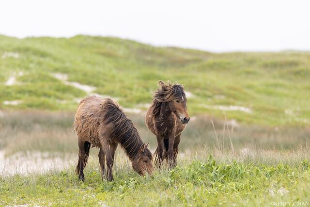 Island Morning Graze print