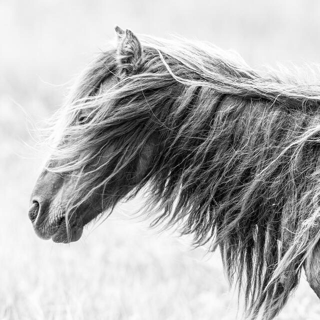 Windswept Silence print
