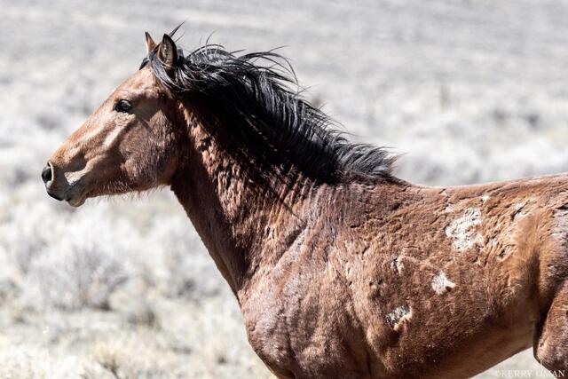 Windswept Warrior print