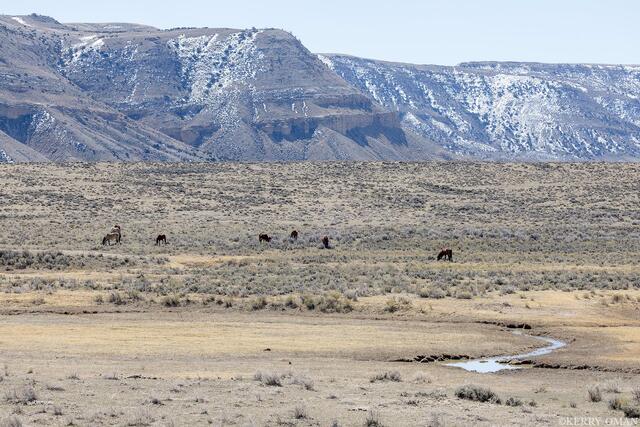 Where the Horses Roam print