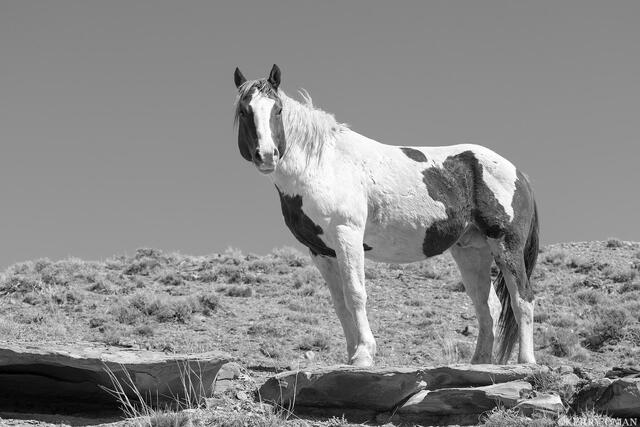 Stone Ridge Sentinel print