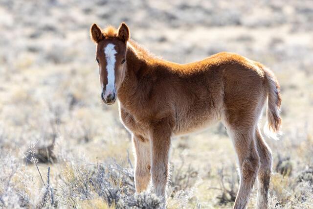 Born on the Range print