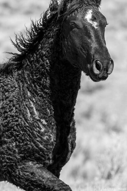 Coiled Spirit print