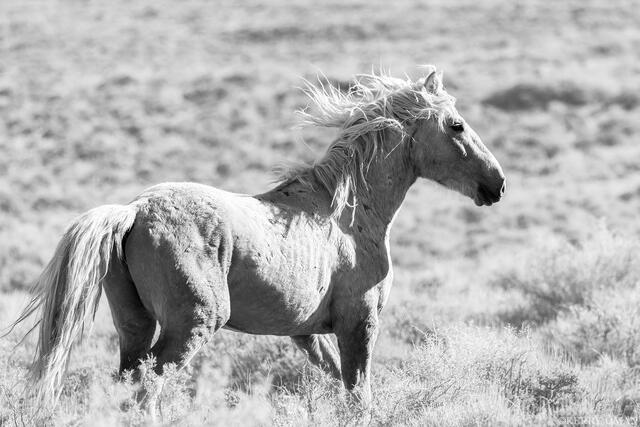 Facing the Wind print