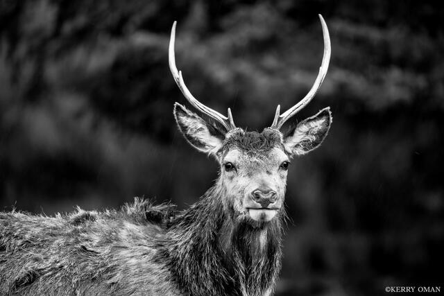 Keeper of the Glen print