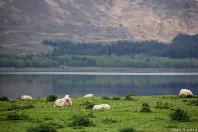 Rest Beside the Loch print