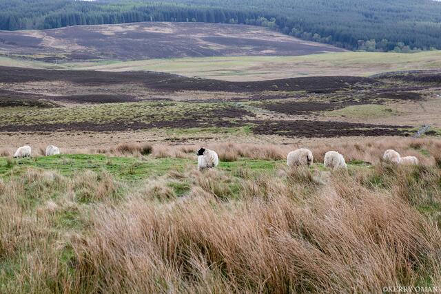 Grazing the Highland Moor print