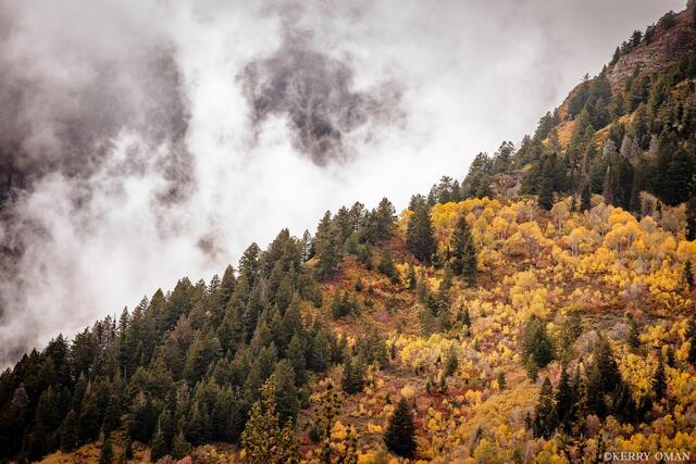 Mist Above the Aspens print