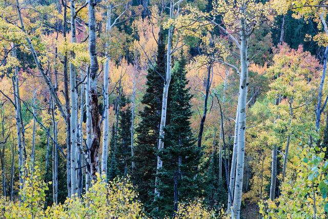 Among the Aspens print