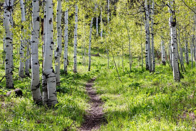 Spring Path print