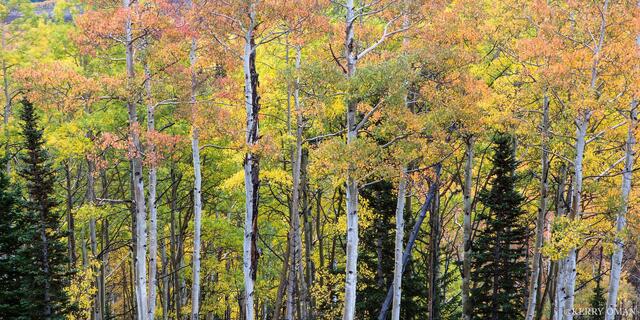 Autumn Tapestry print
