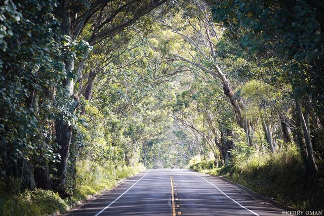 Tree Tunnel, Kauai print