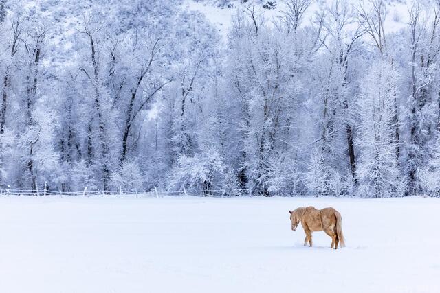 Solitude in Winter Light print