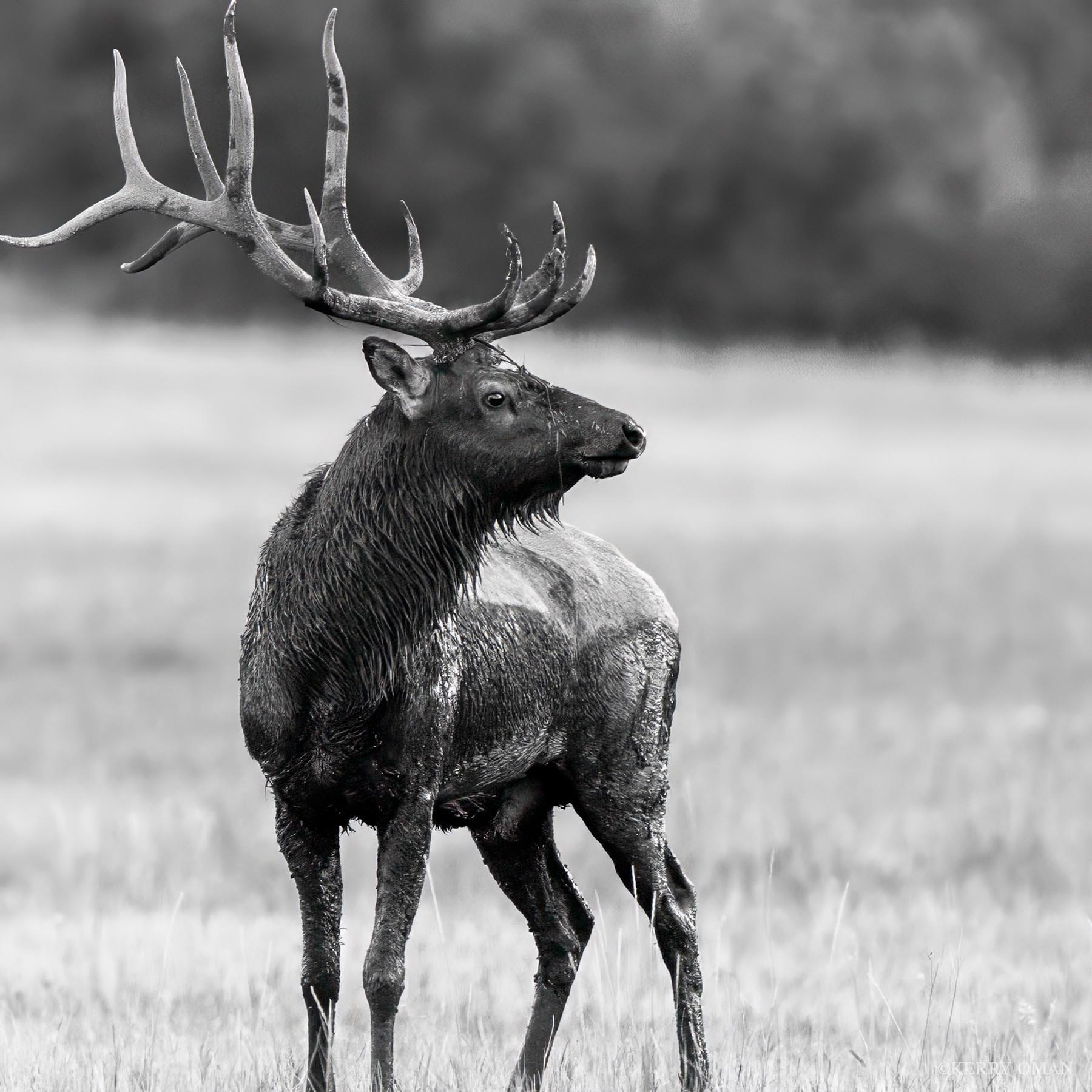 Turning Toward Wind Rain-slicked and sharp-eyed, a bull elk pauses mid-step in an open field, turning into the wind with a tension that suggests...