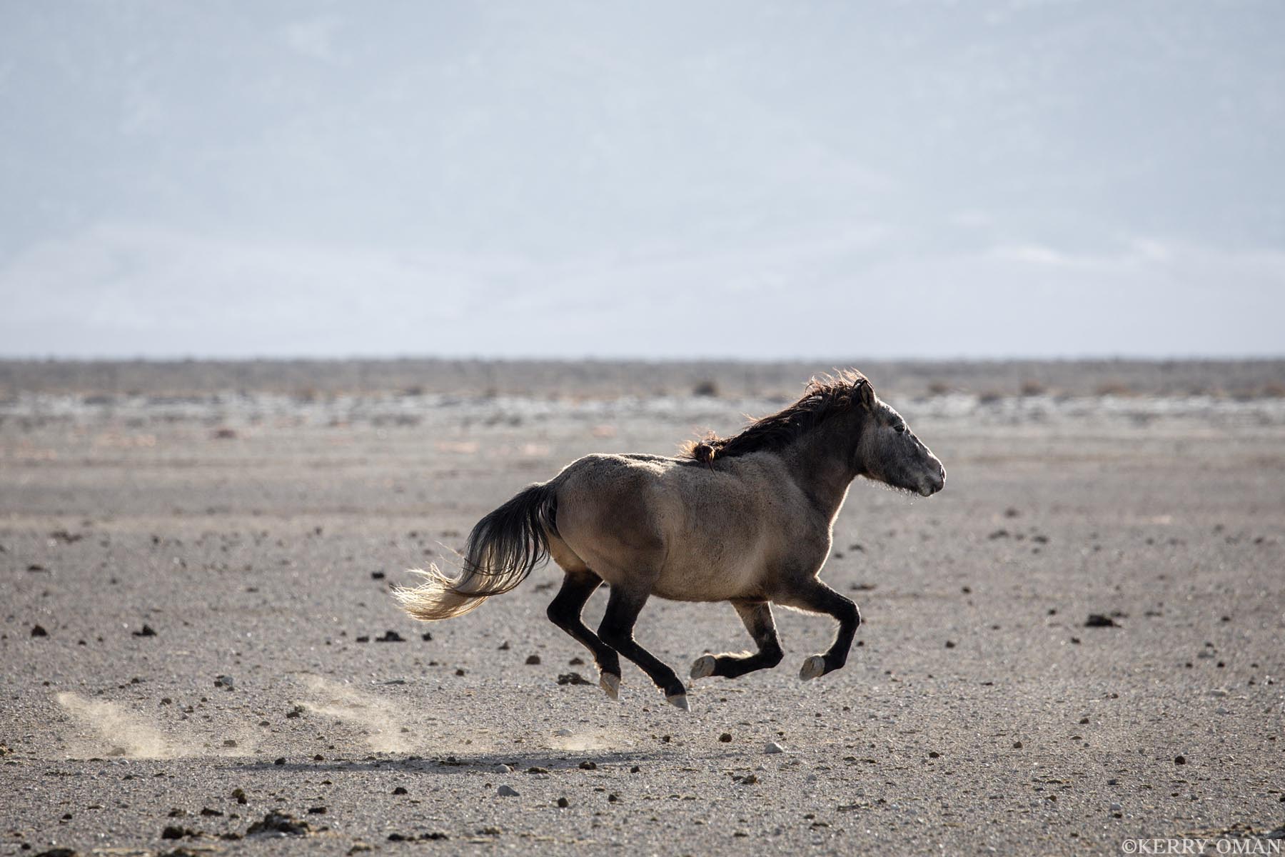 The Distance Between A solitary mustang charges across open ground, each hoof suspended in a moment of flight. In this space between earth and sky...