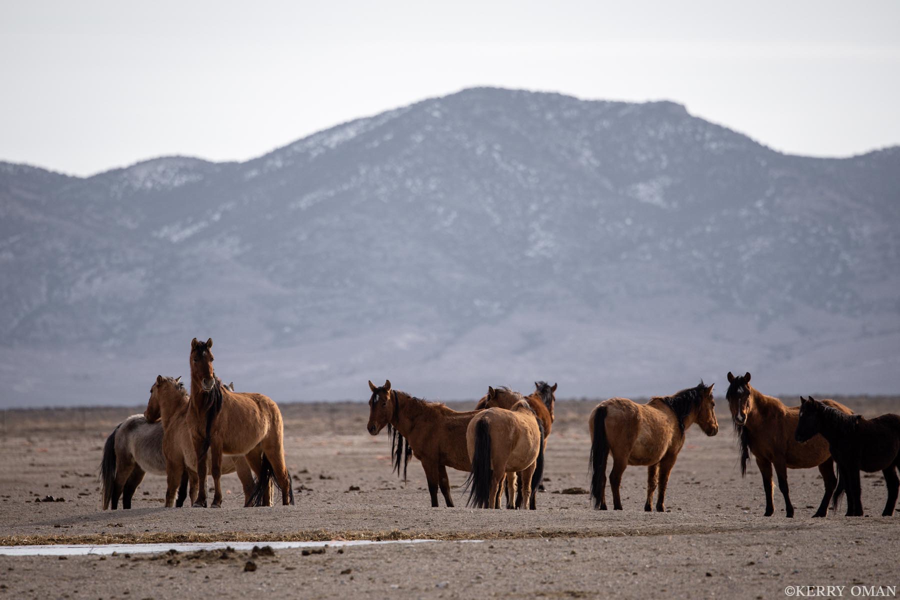 Quiet Watch, Distant Peaks In the shadow of the Nevada mountains, a scattered band of mustangs pauses near a shallow water source. The stillness of the...