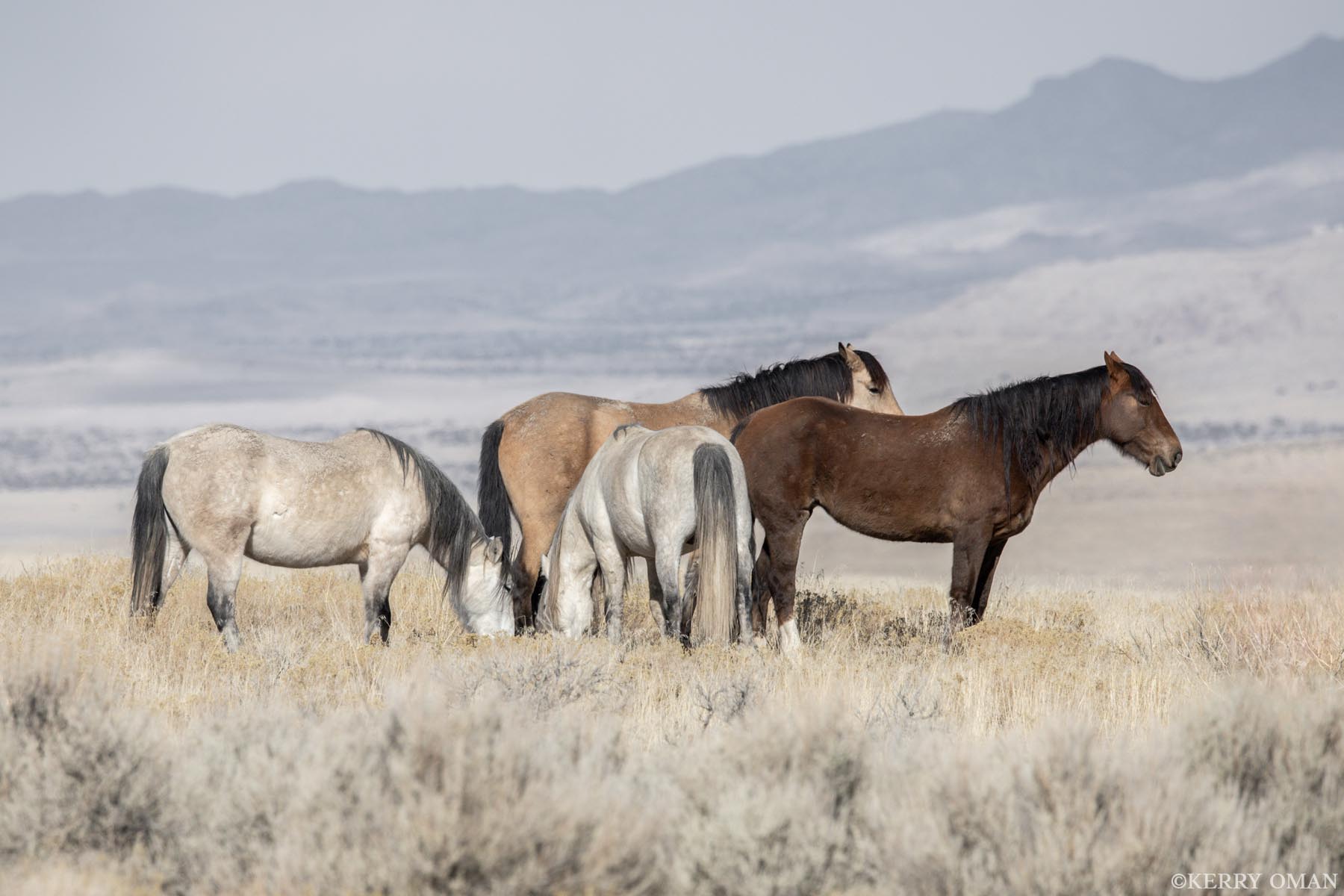 Morning Graze in the West Desert On a windswept ridge beneath pale winter skies, a band of wild horses grazes peacefully above Utah’s west desert plains...