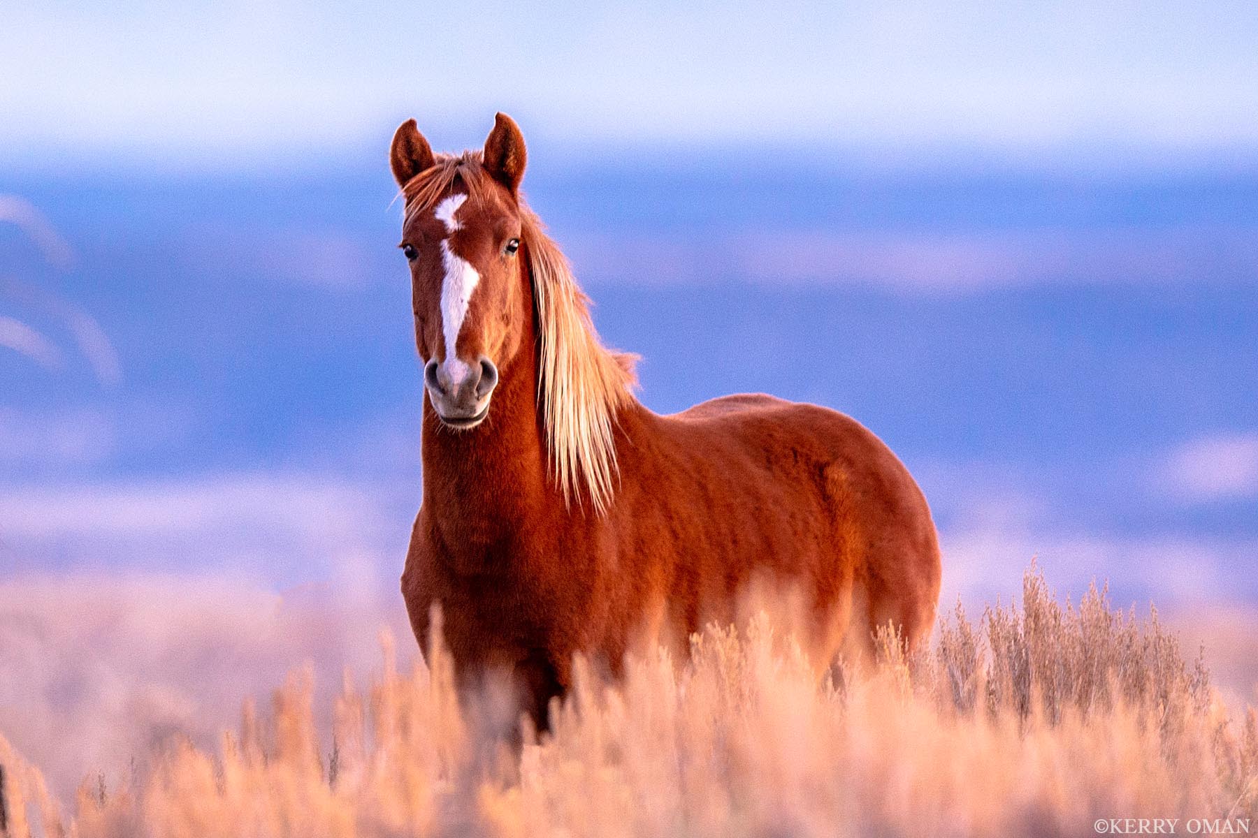 First Light, Wild Heart At sunrise in Utah’s Book Cliffs, this wild horse stands bathed in the soft gold of morning. The chill of night still lingers...