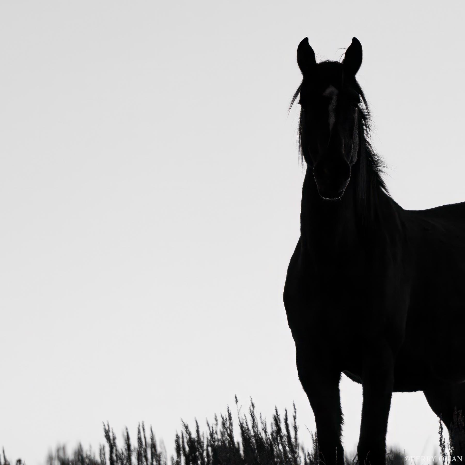 Sentinel of Silence Outlined against a pale morning sky, this wild horse stands like a sentinel on the edge of the Book Cliffs. The details fade...