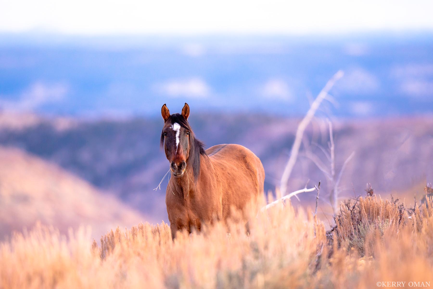 Morning Pause In the soft light of a new day in Utah’s Book Cliffs, this wild horse pauses mid-step, a strand of grass hanging from his...