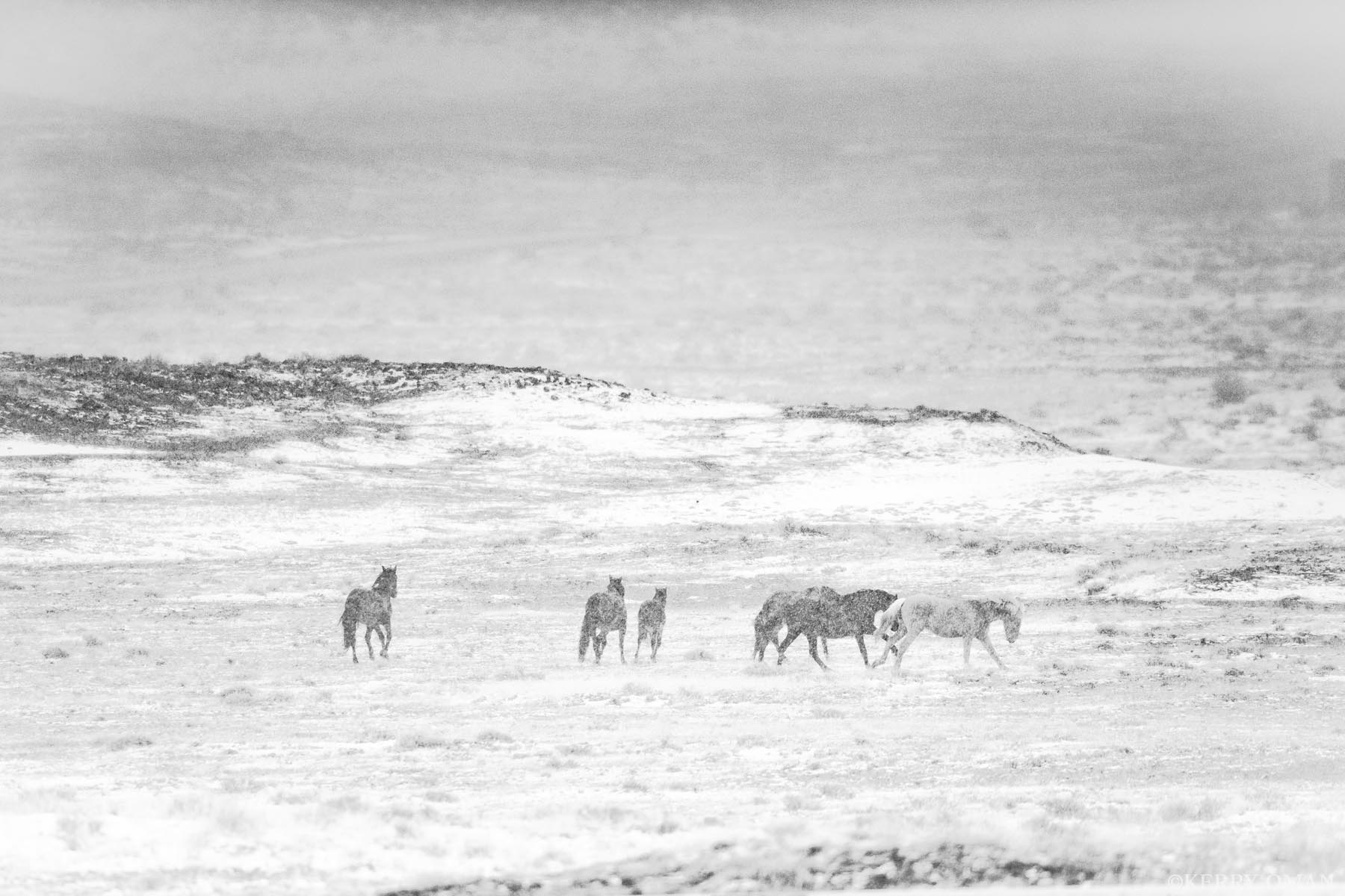 Winter Passage Across a wind-swept stretch of Utah’s Book Cliffs, a band of wild horses moves through a rising storm. Snow blurs the edges...