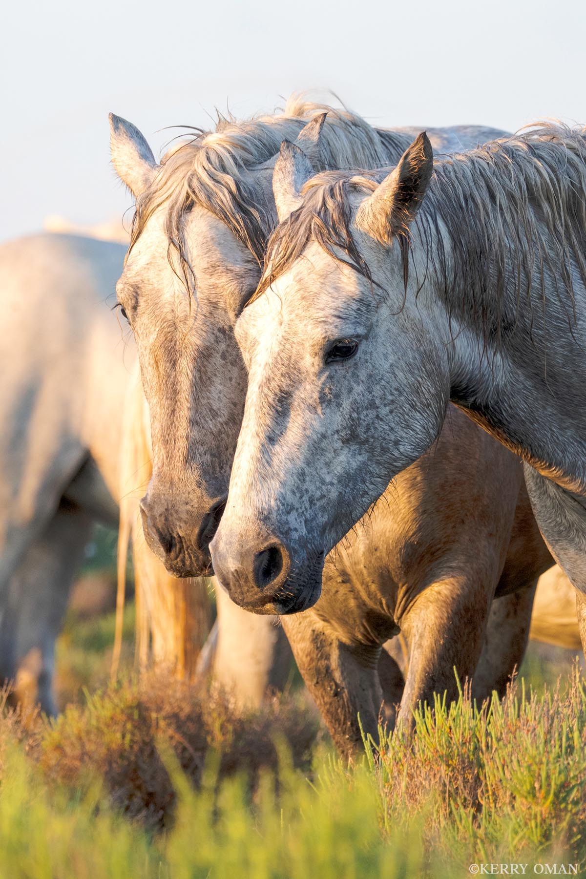 Sunlit Companions Bathed in the warm light of early morning, two Camargue horses move side by side through the marsh grasses, their closeness quiet...
