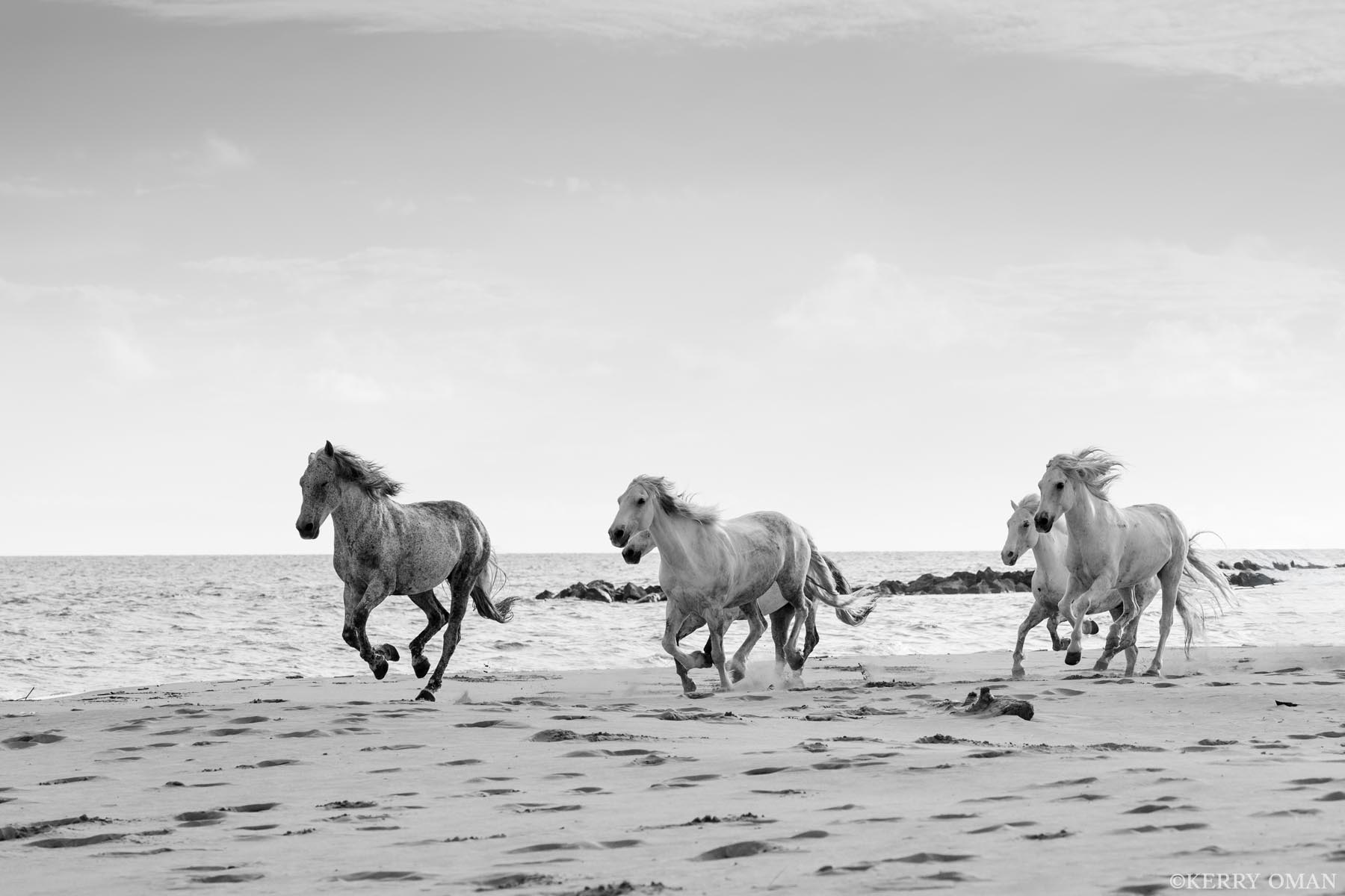The Space Between A lone Camargue wild horse leads, just ahead of the herd—hooves rising from the sand, mane lifted by wind. Behind, the...